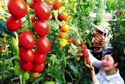 石家莊這10個讓人驚艷的農產品地標，你去過幾個？